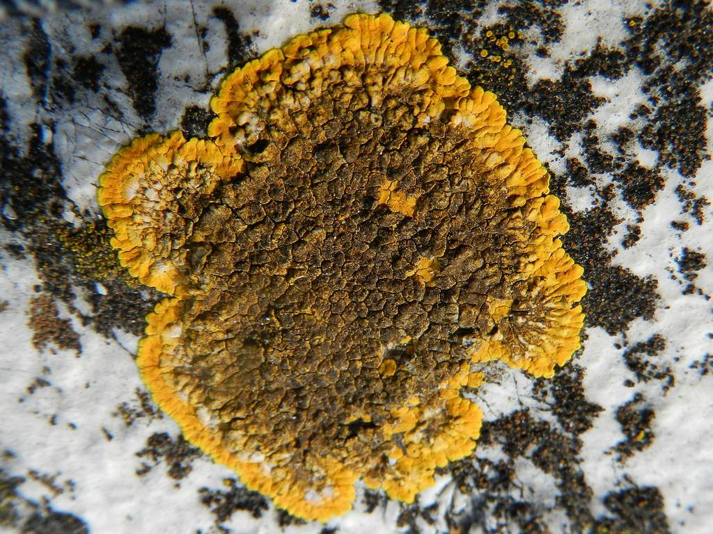 Caloplaca flavescens o decipiens ?